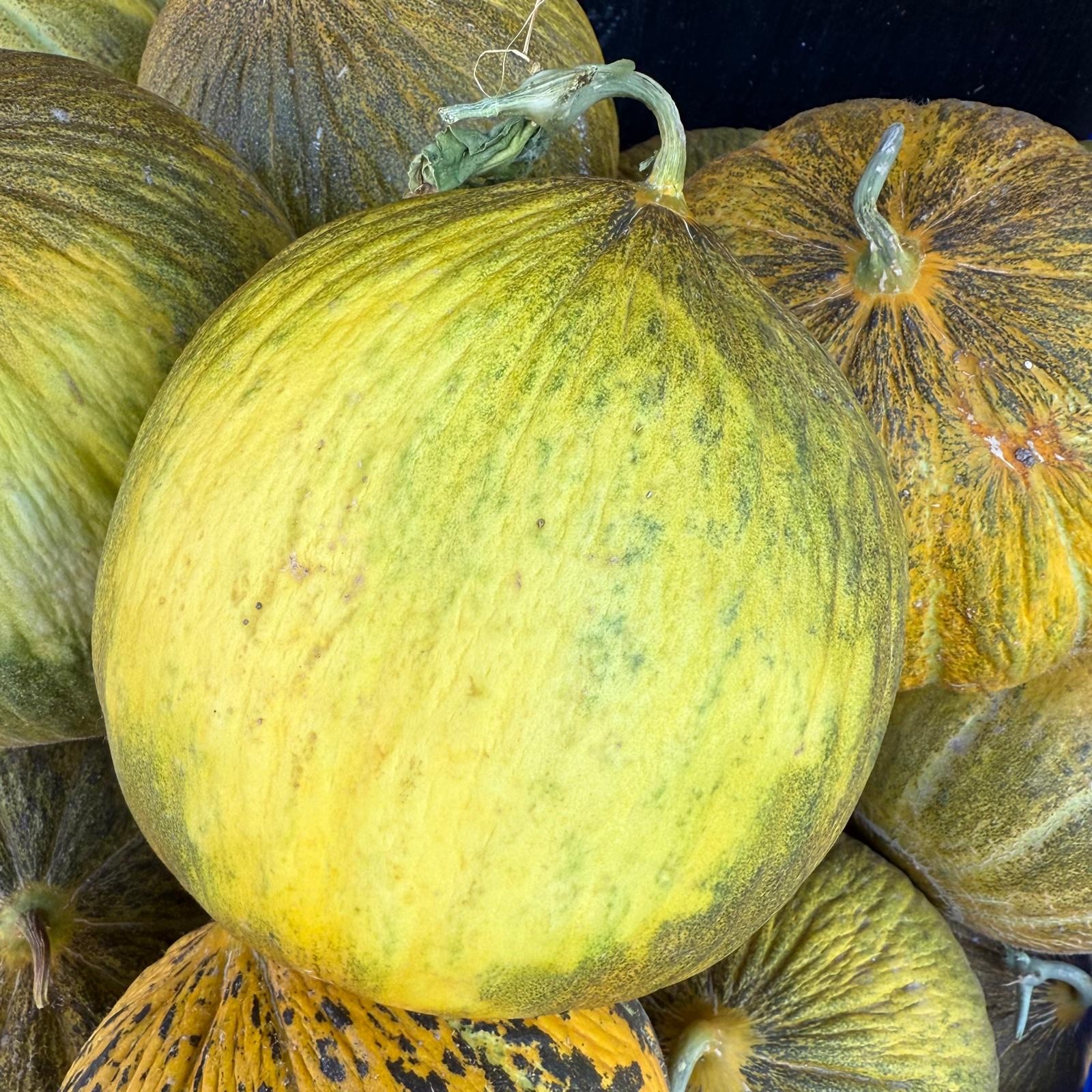 Atalık Tohum Kavun (2-3 kilo)