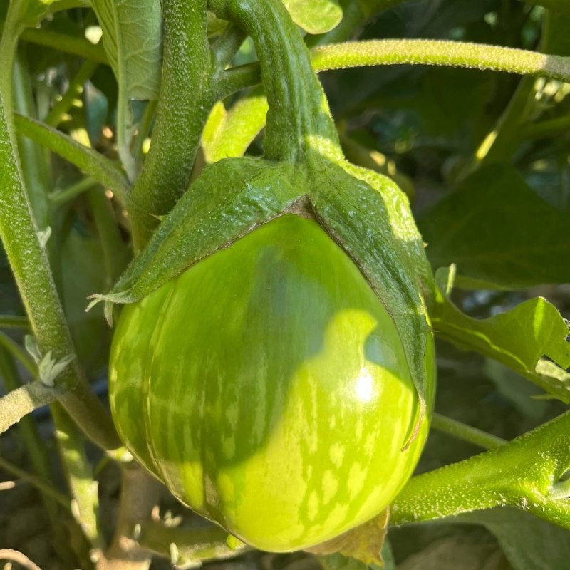 Yeşil Patlıcan(Yeşildere Köyü)