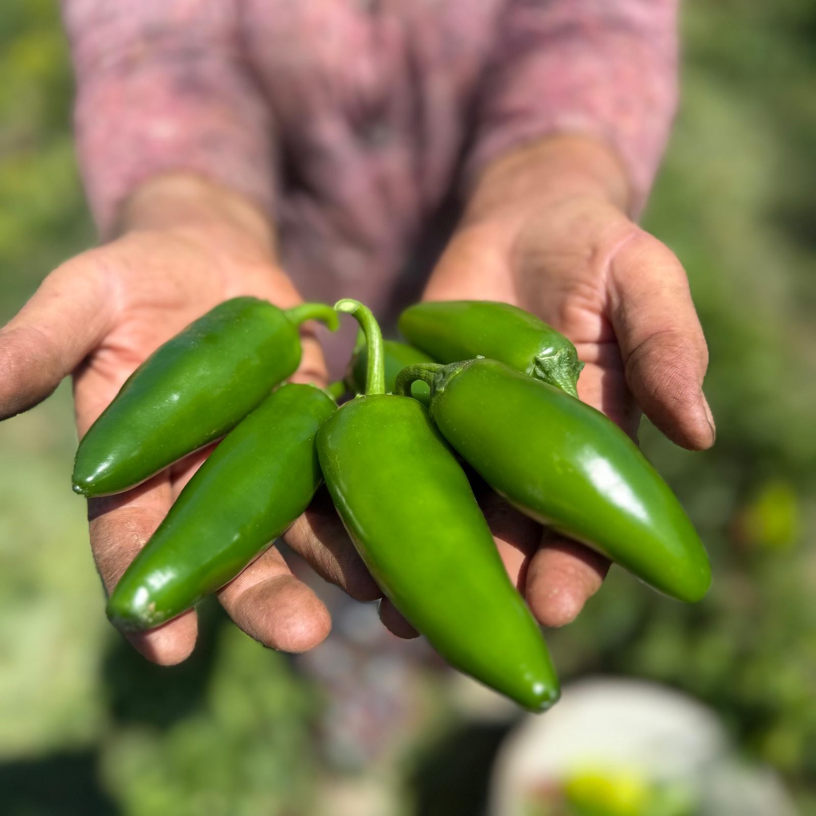 YEŞİL JALAPON  BİBER (500 GR)