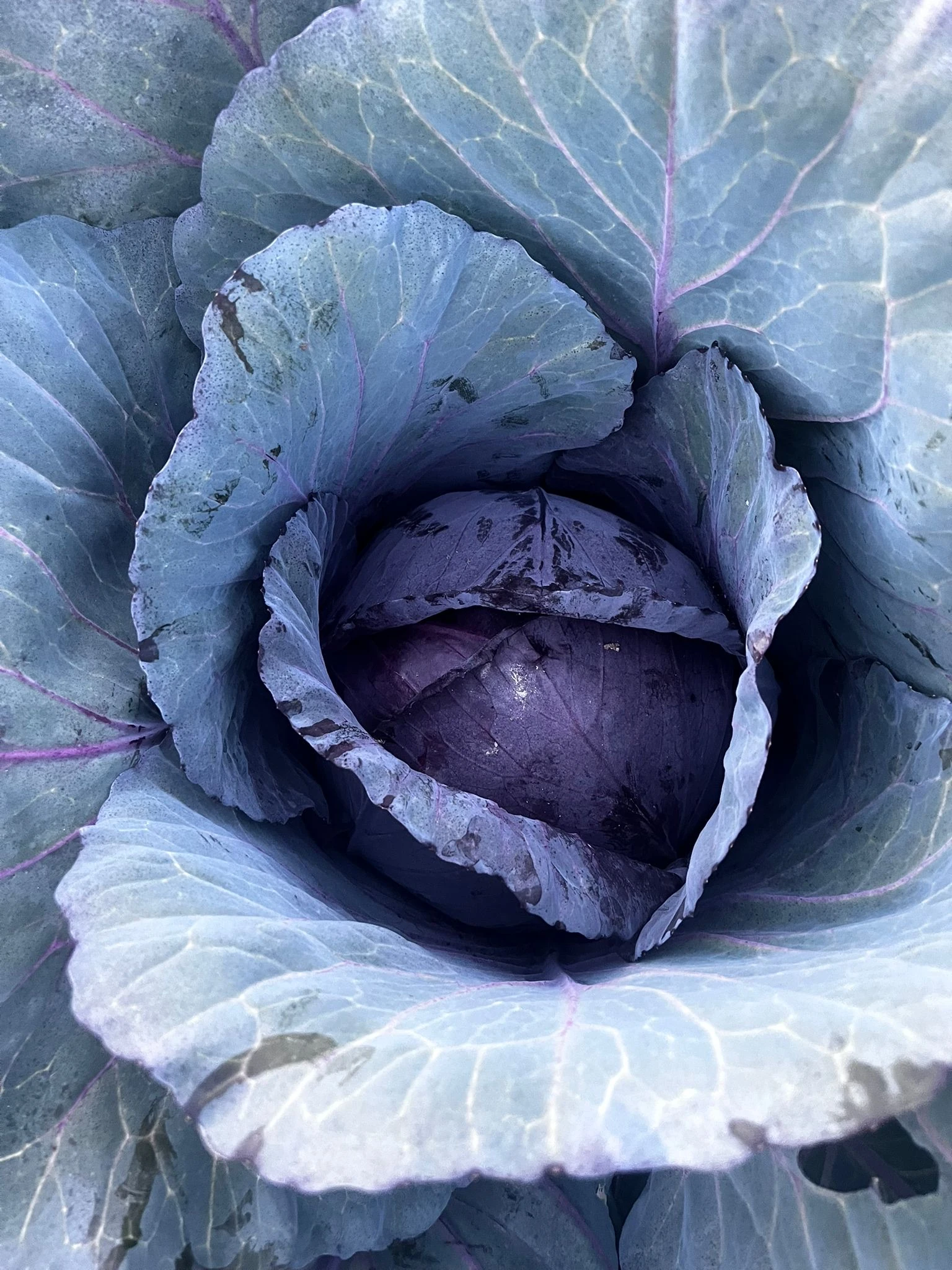 MOR LAHANA-küçük boy(adet)