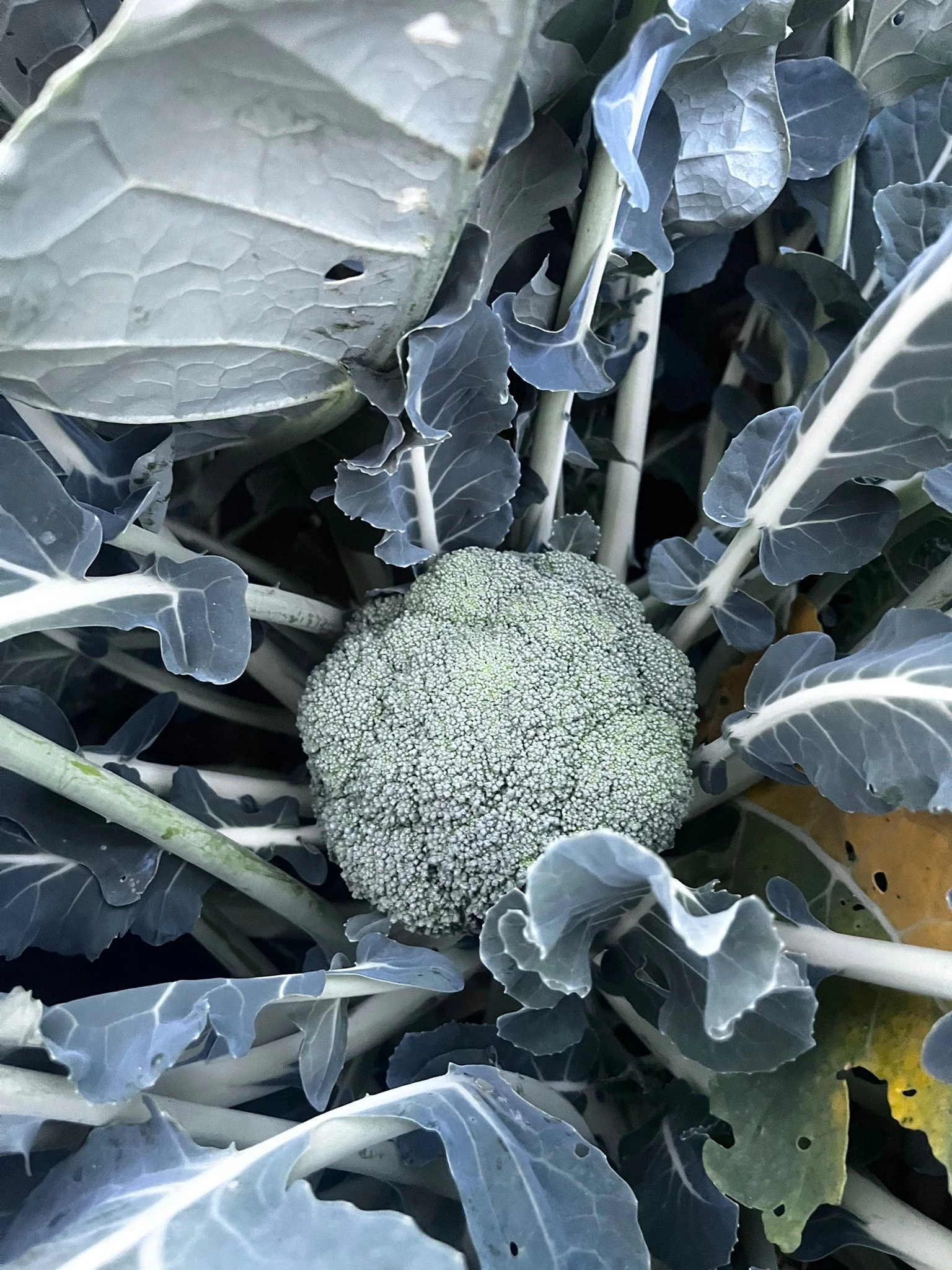 BROKOLİ(400-500 gr)