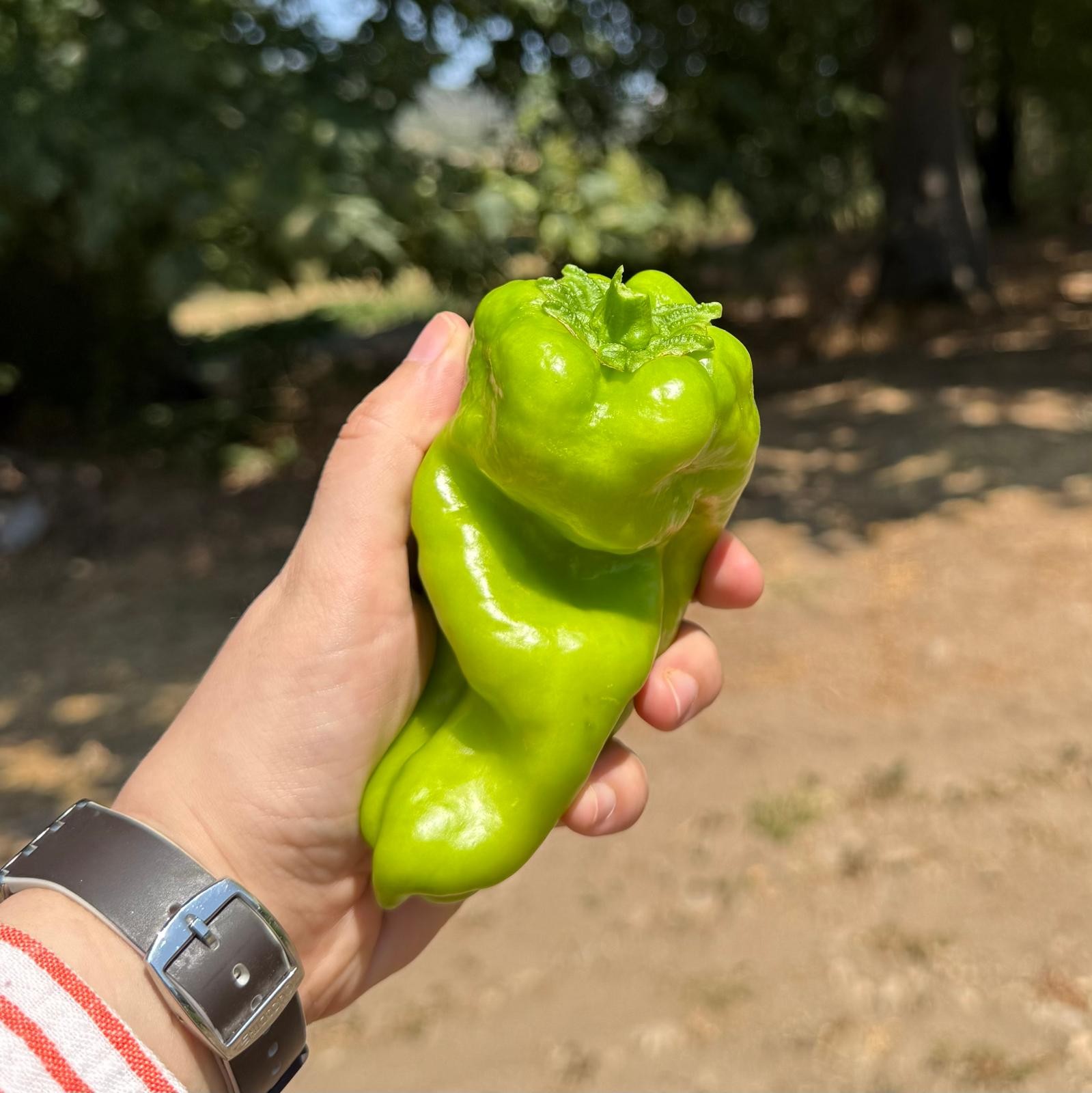 YEŞİL KAPYA BİBER (500GR)