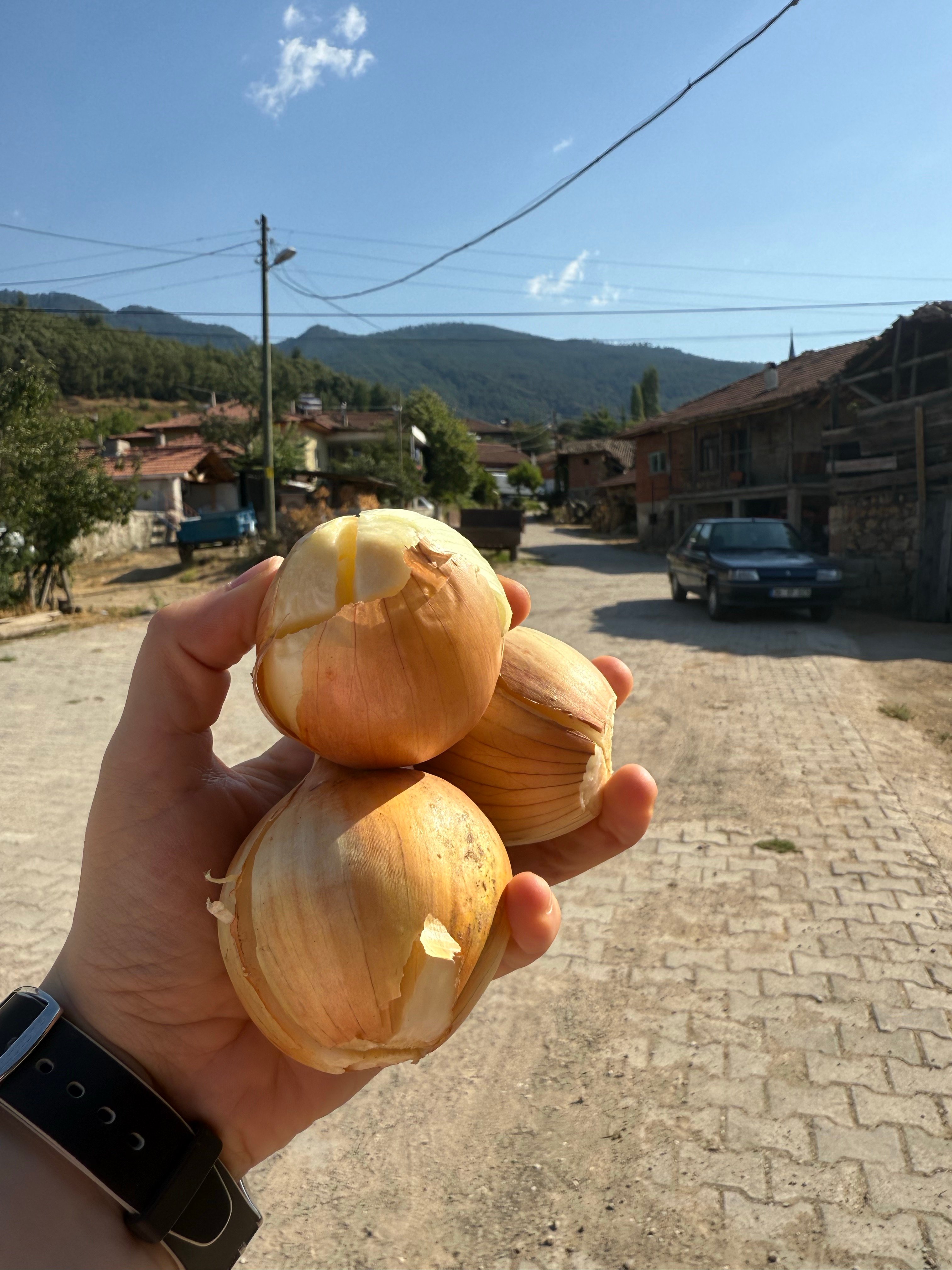 KÖY SOĞANI