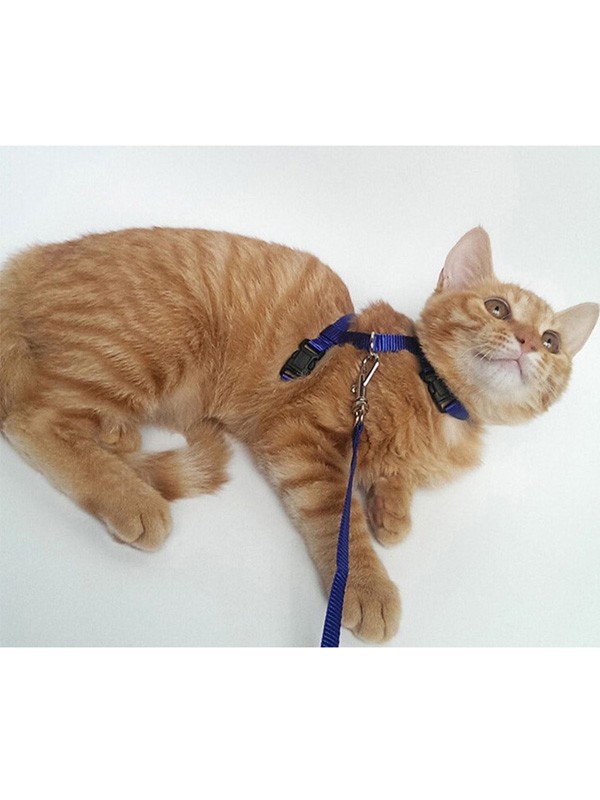 KEDİ GEZDİRME GÖĞÜS TASMASI - mavi̇