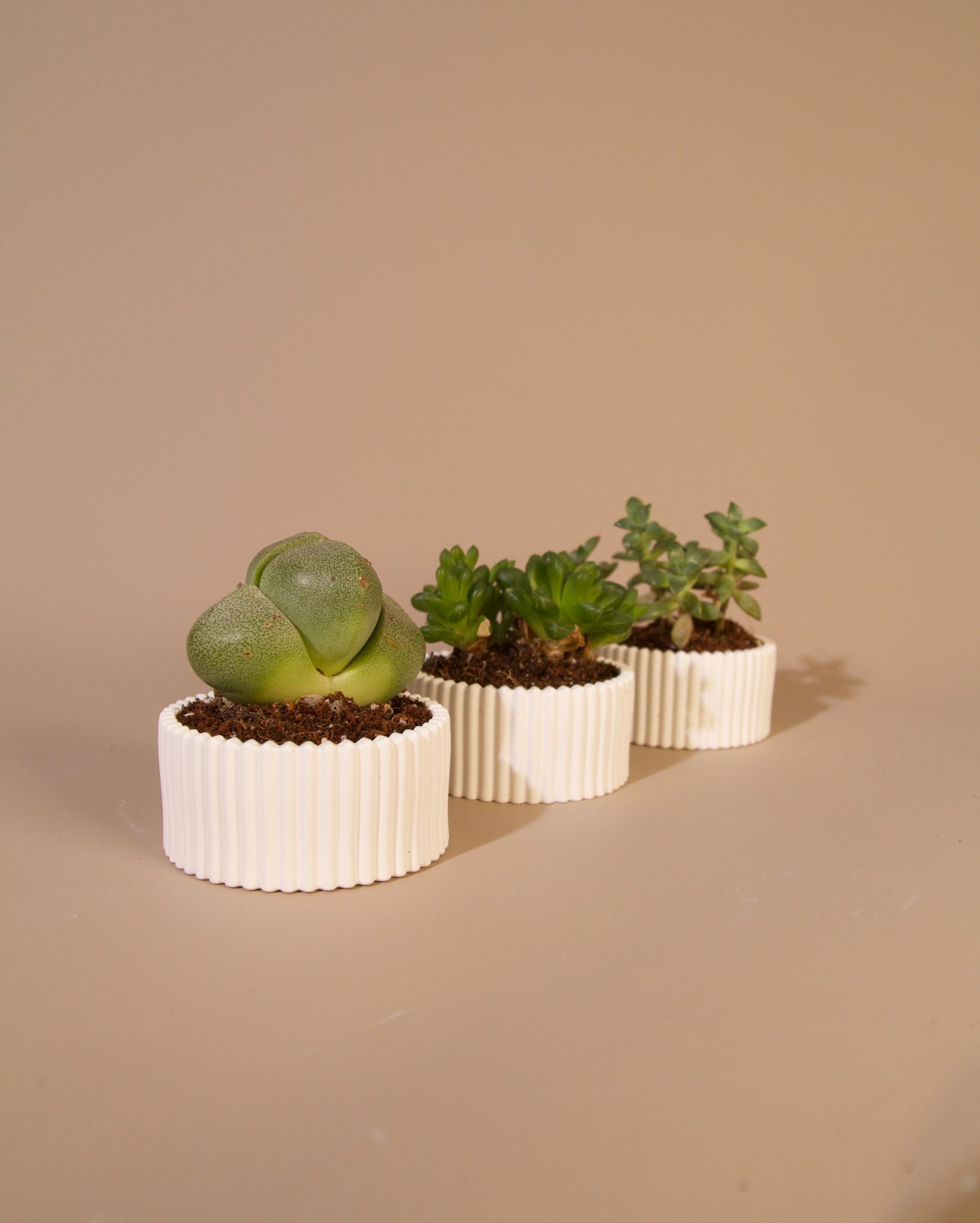 Olyra Mini 3'lü Sukulent Saksı - El Yapımı Beton - Beyaz