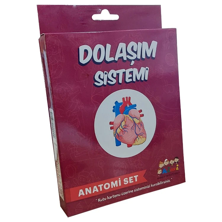 KİWİ | DOLAŞIM SİSTEMİ ÇALIŞMASI KW508