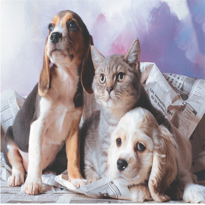 Keskin 260362-99 68*48 1000Li Yapboz Kedi Köpek