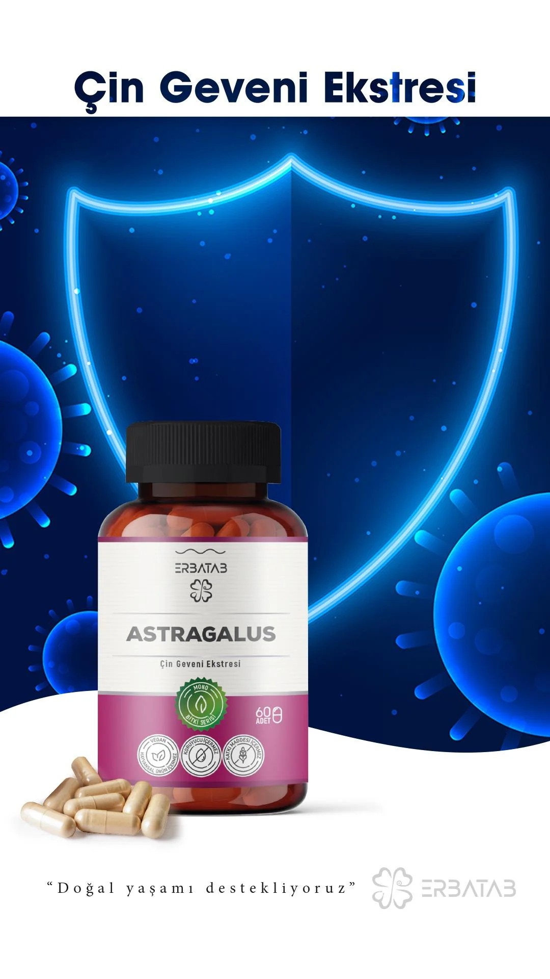 Astragalus