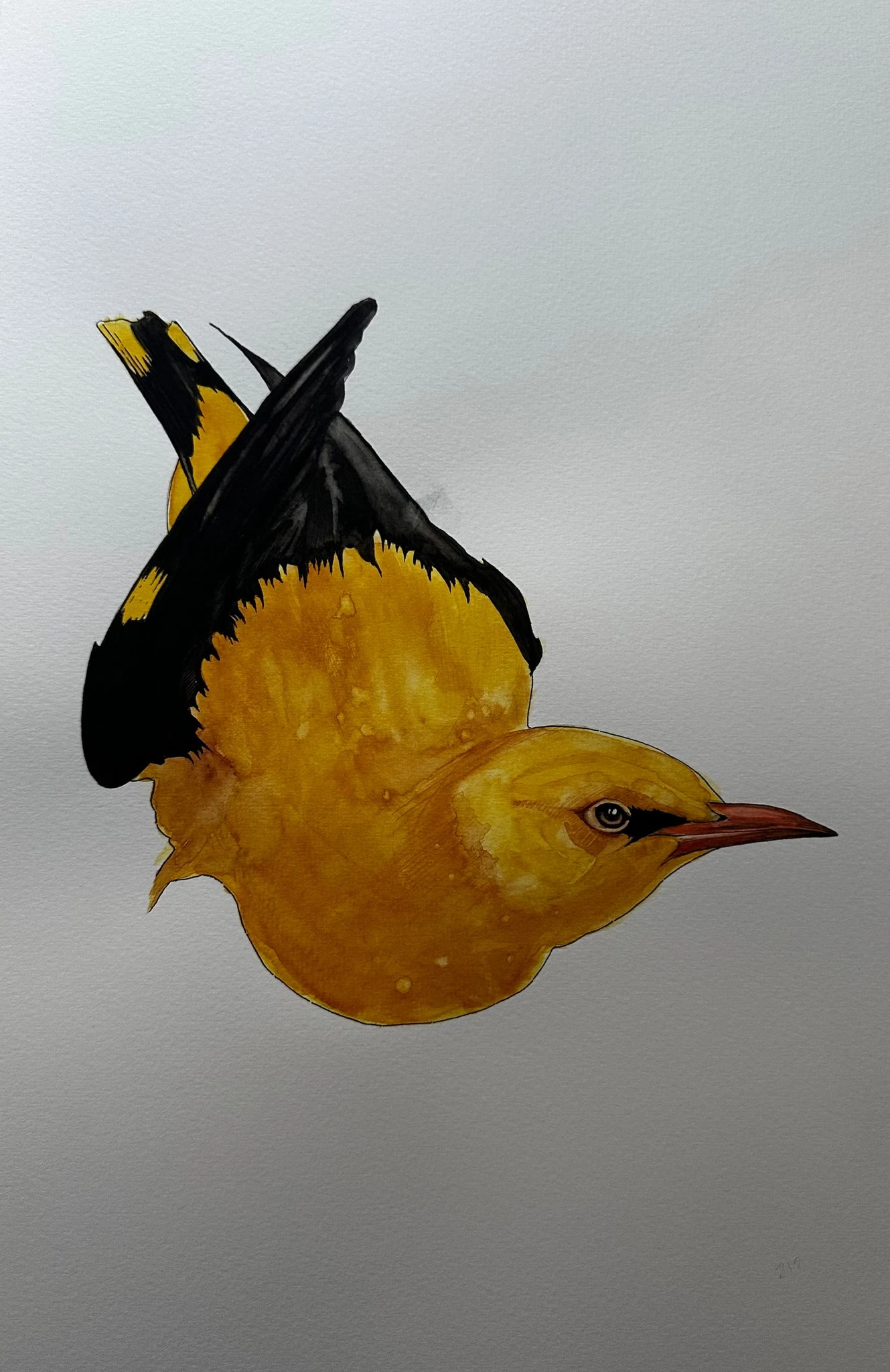 Oriole -2
