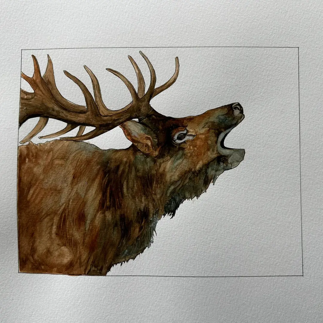 Cervus canadensis