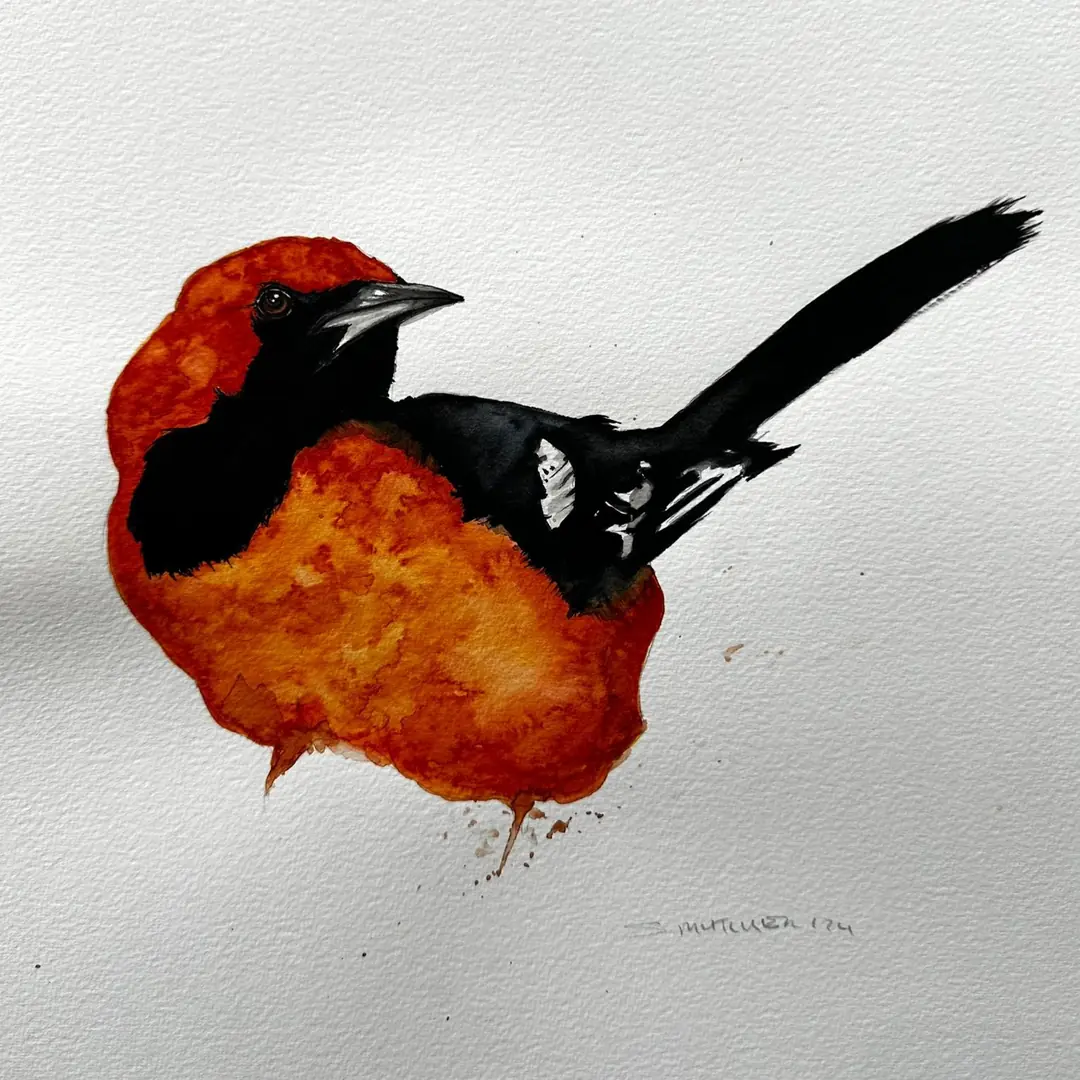 Icterus Galbula
