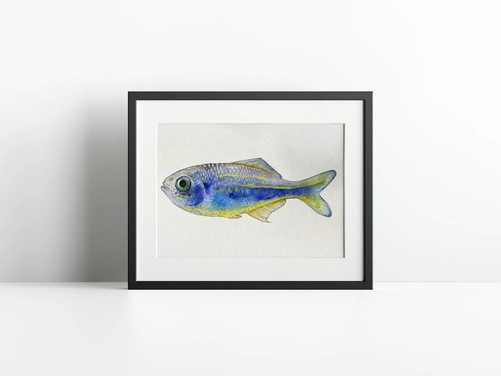 Giant Danio / Edisyonlu Baskı