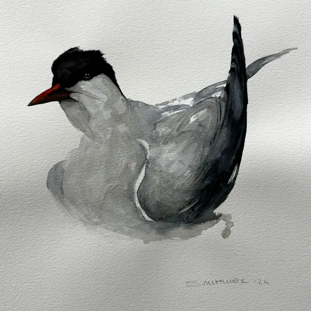 Chlidonias
