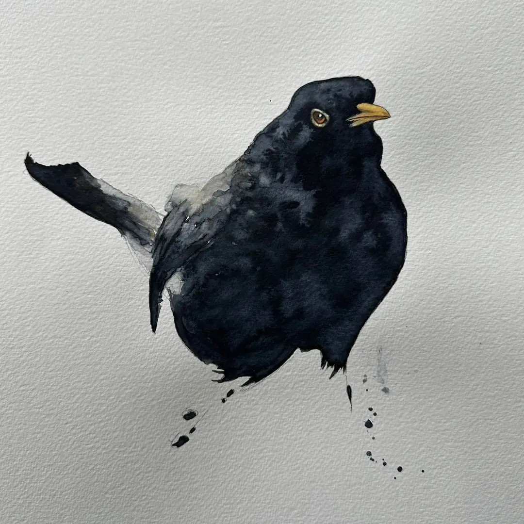 Turdus merulas