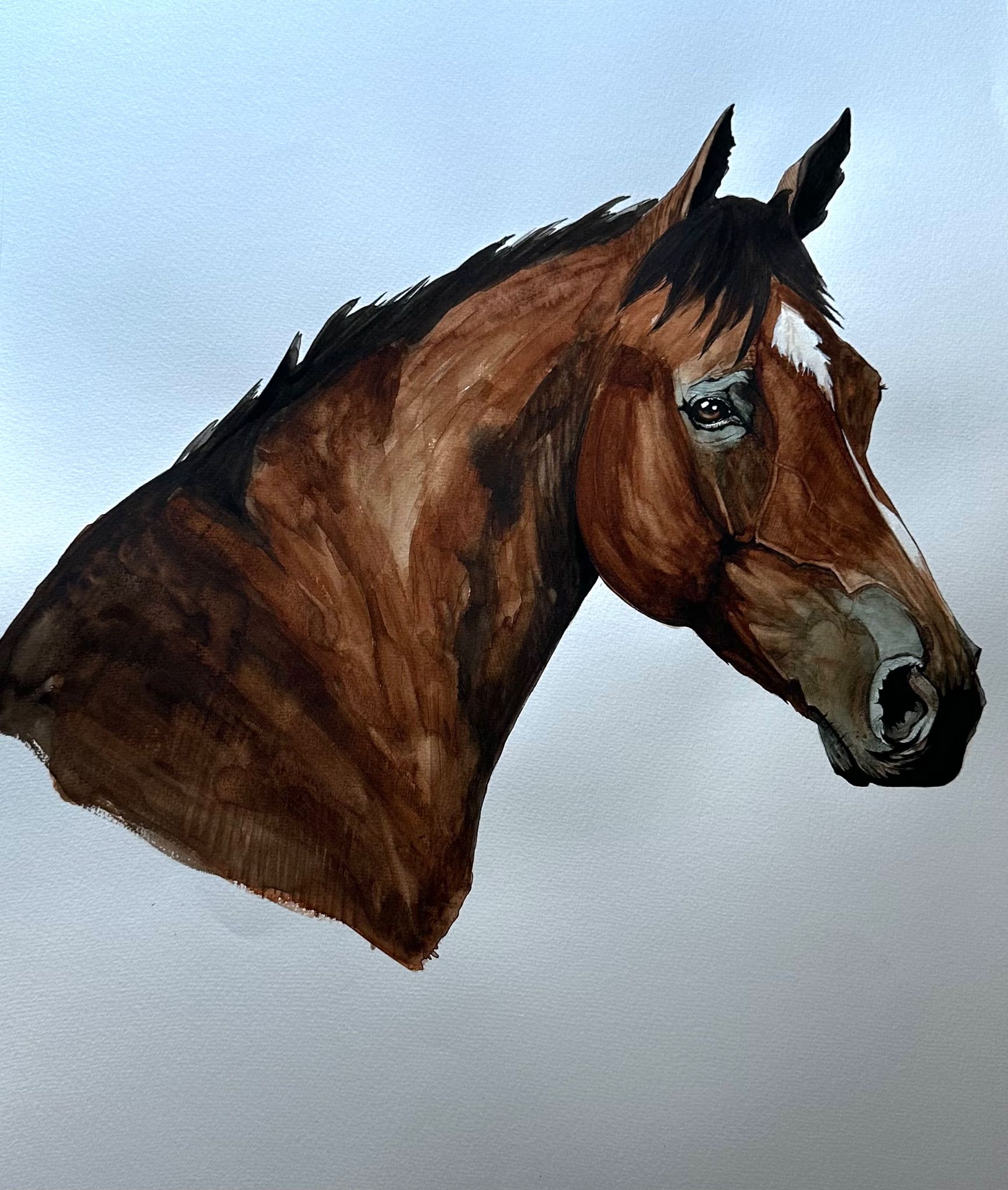 Imago Equi