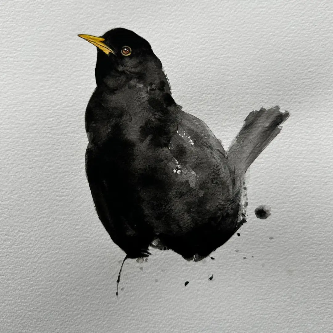 Turdus merula