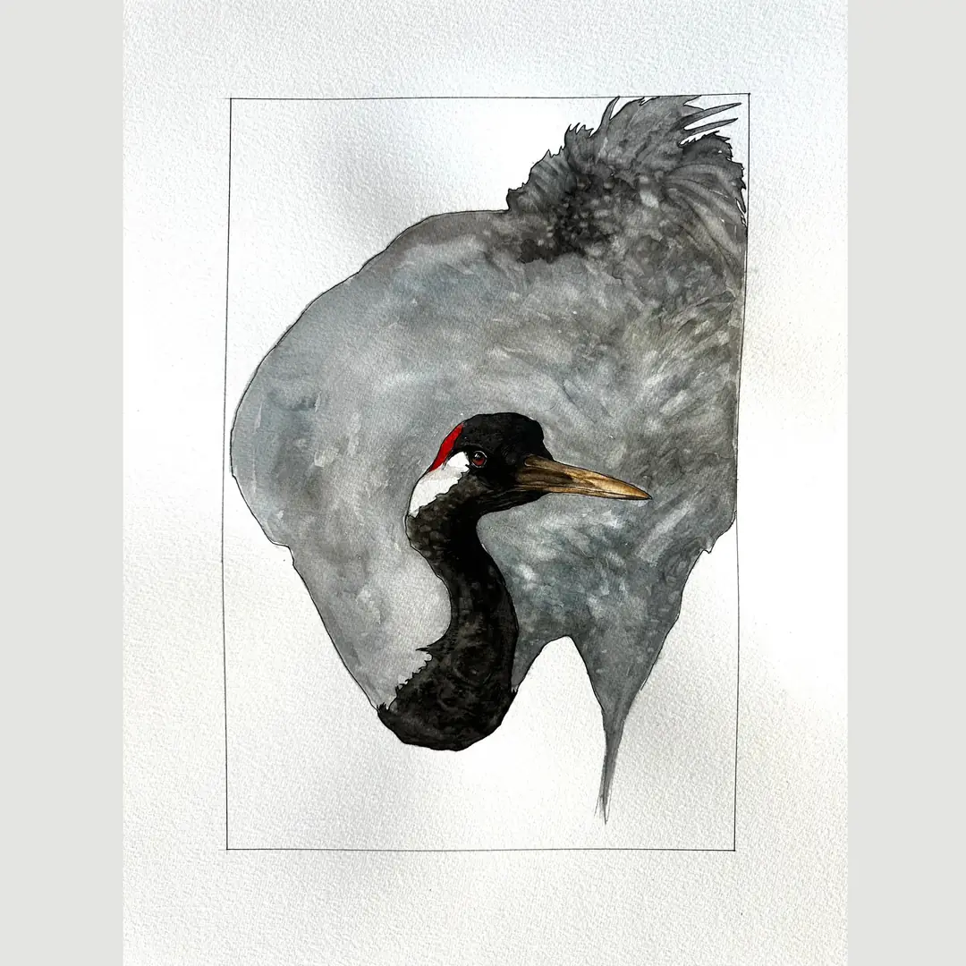 Gruidae