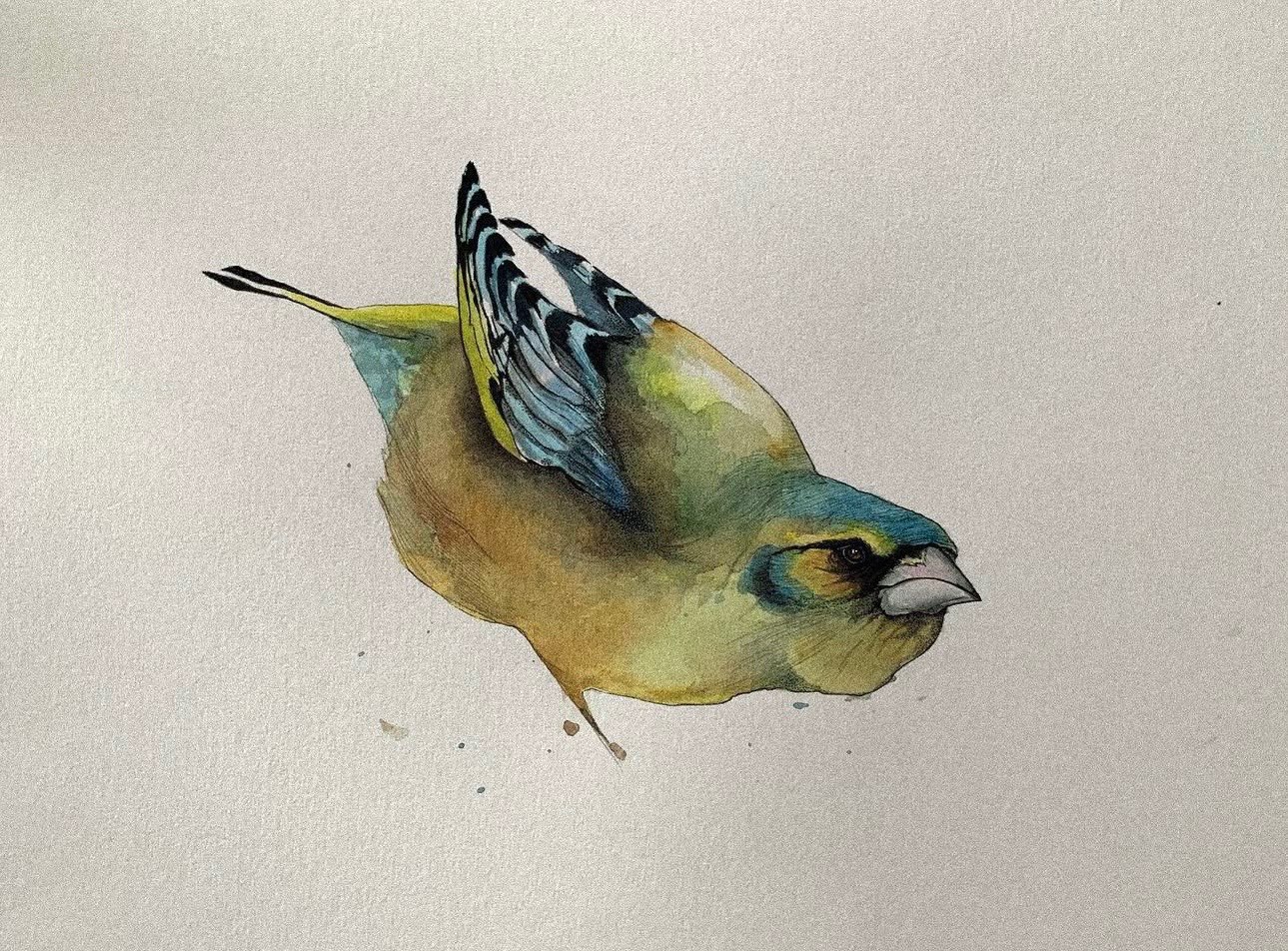 Chloris