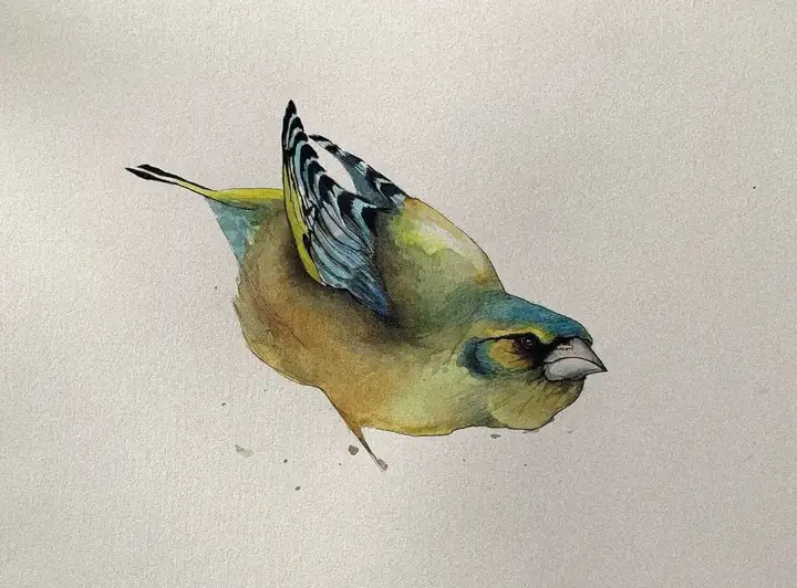 Chloris