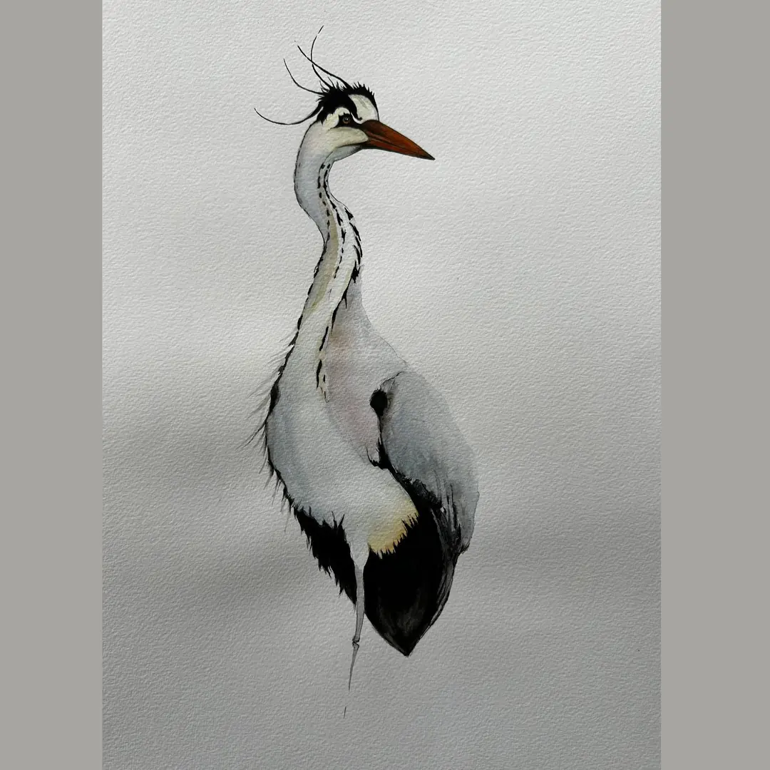 Ardea cinera