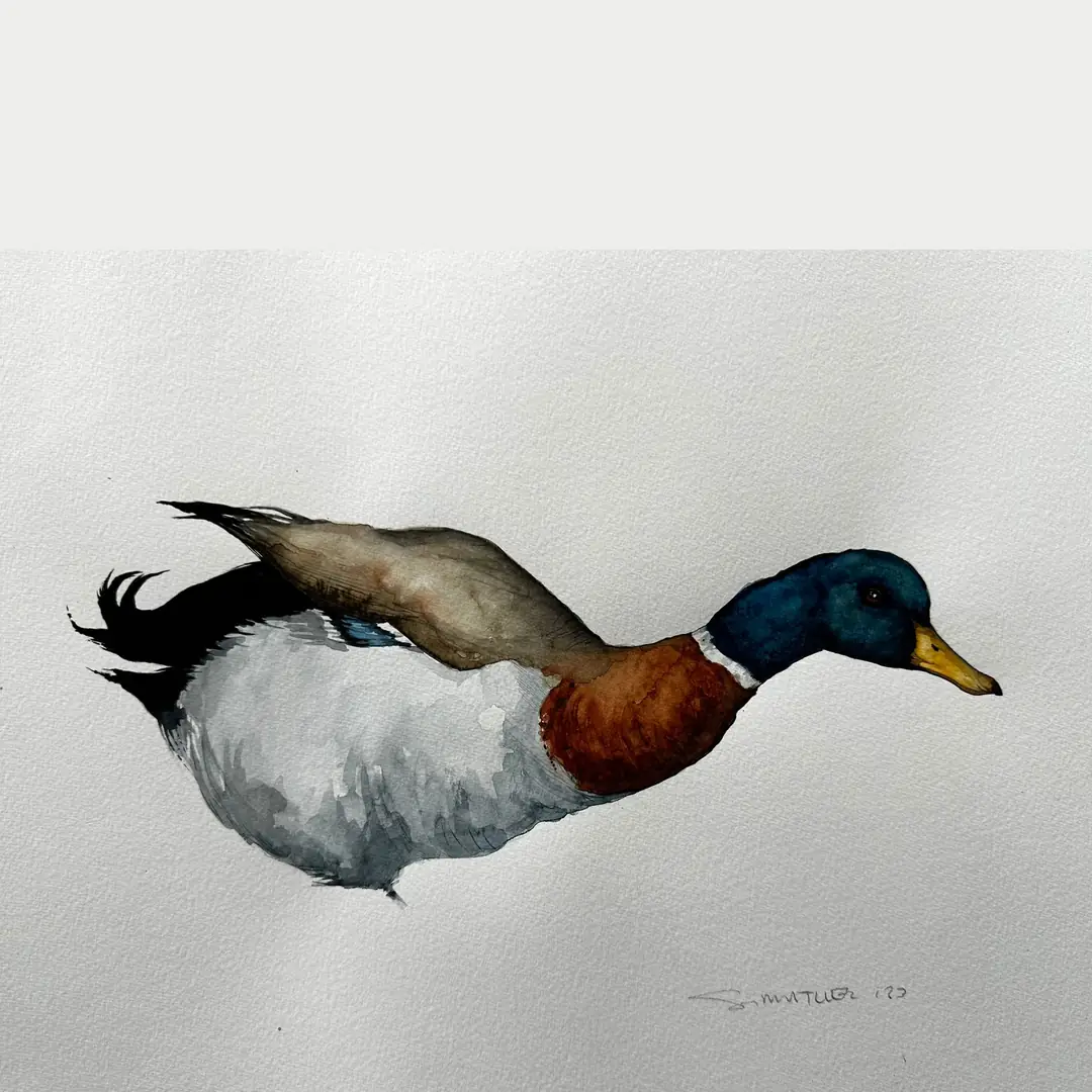 Anas platyrhynchos