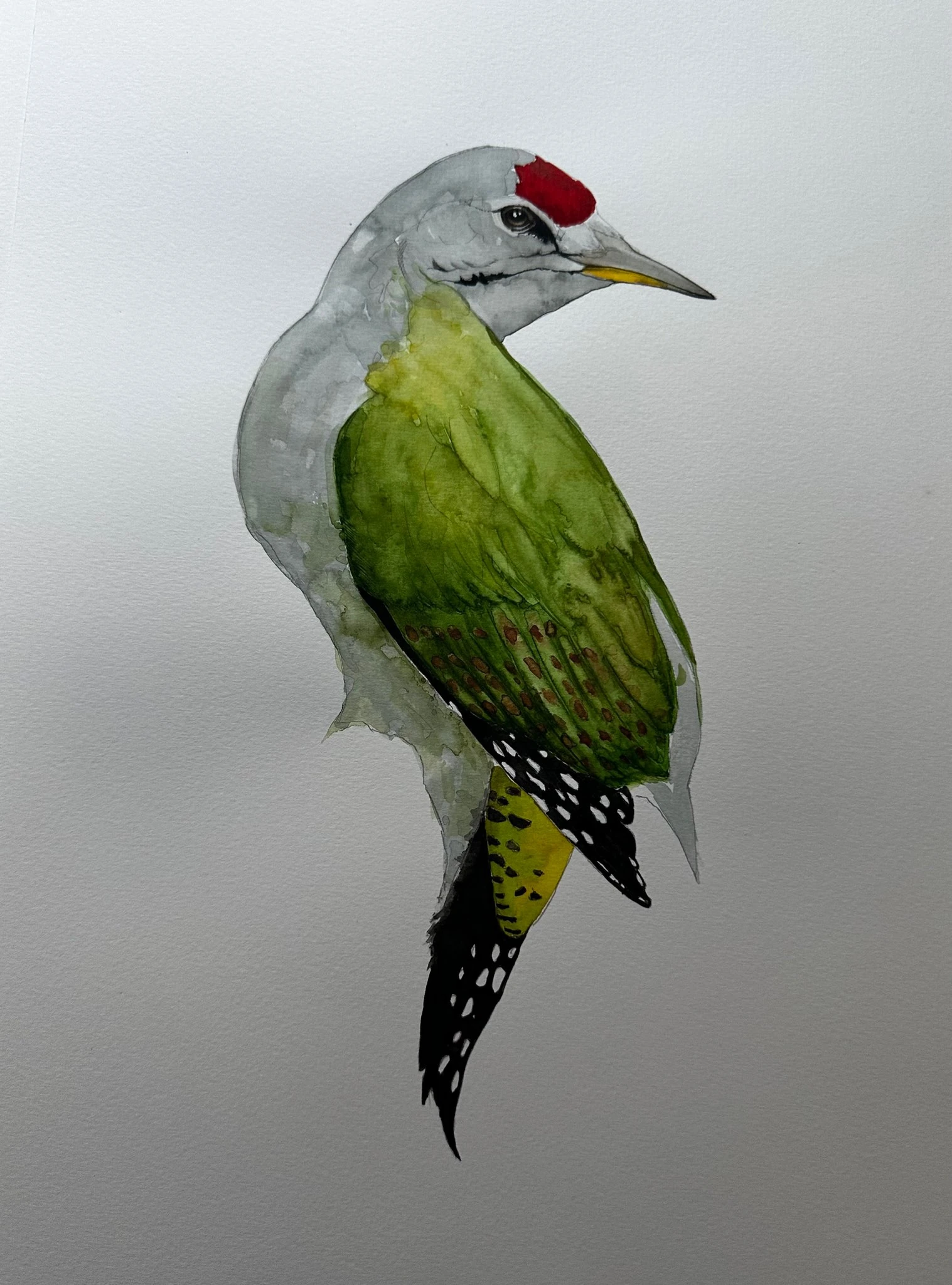 Picus Viridis