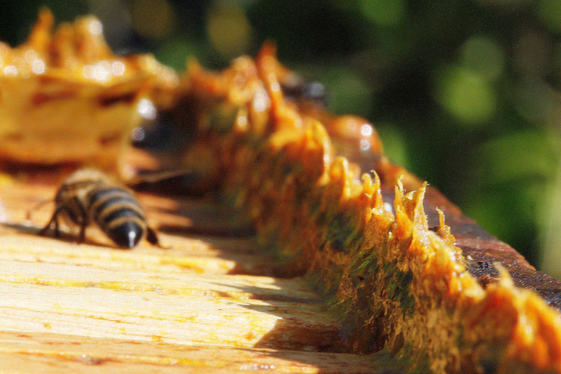 Propolis Nedir? Propolis Faydaları Nelerdir?