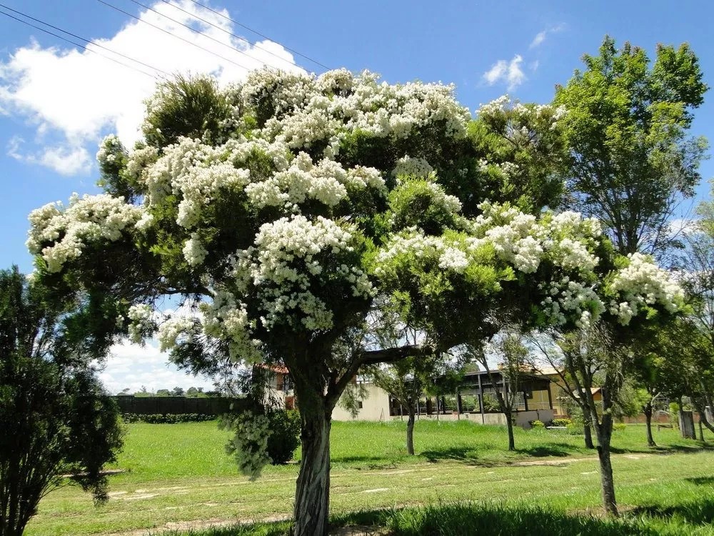 ÇAY AĞACI