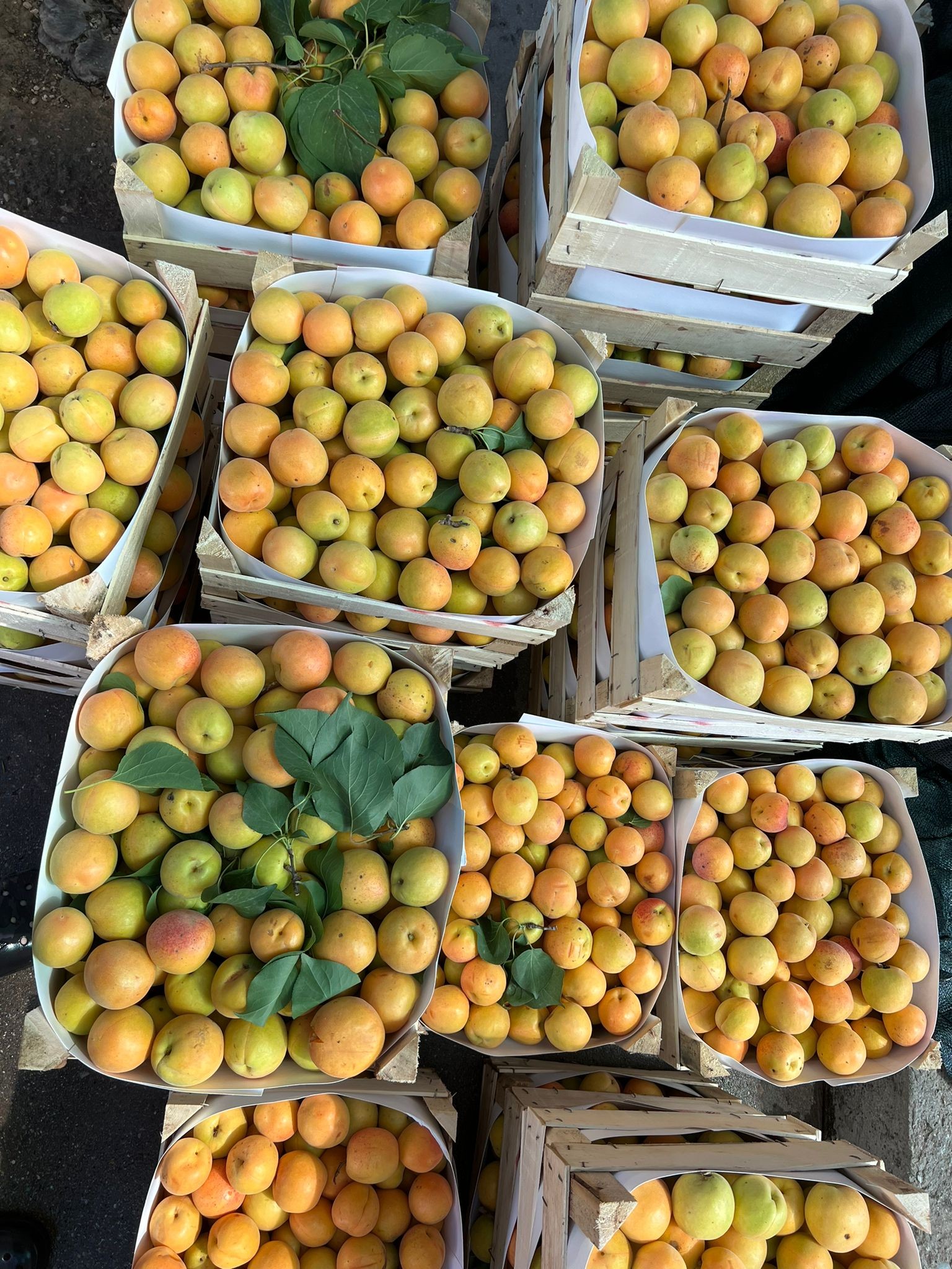 Handgemachte Aprikosen Marmelade 500g