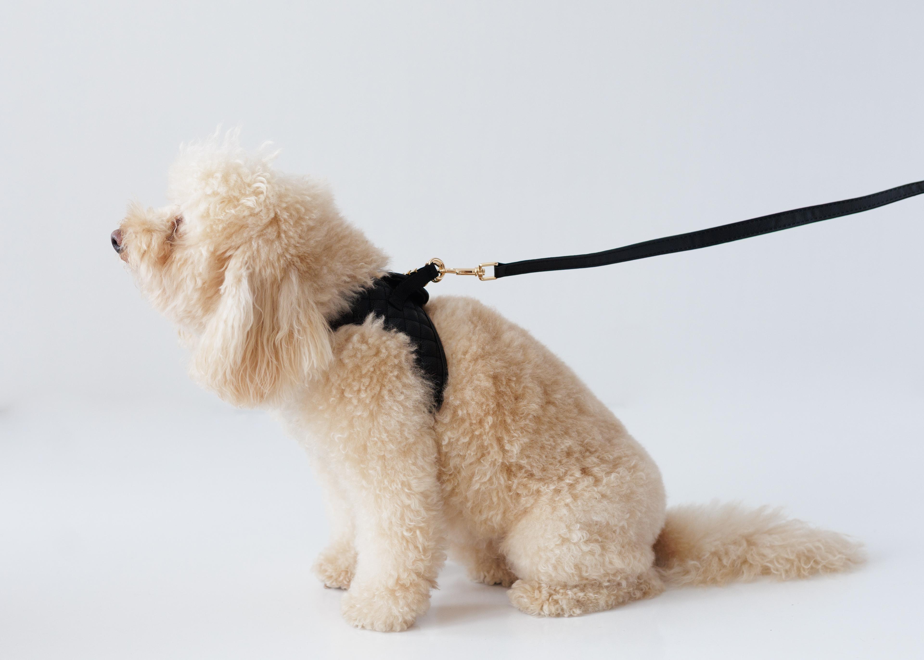 CLASSIC LEATHER HARNESS