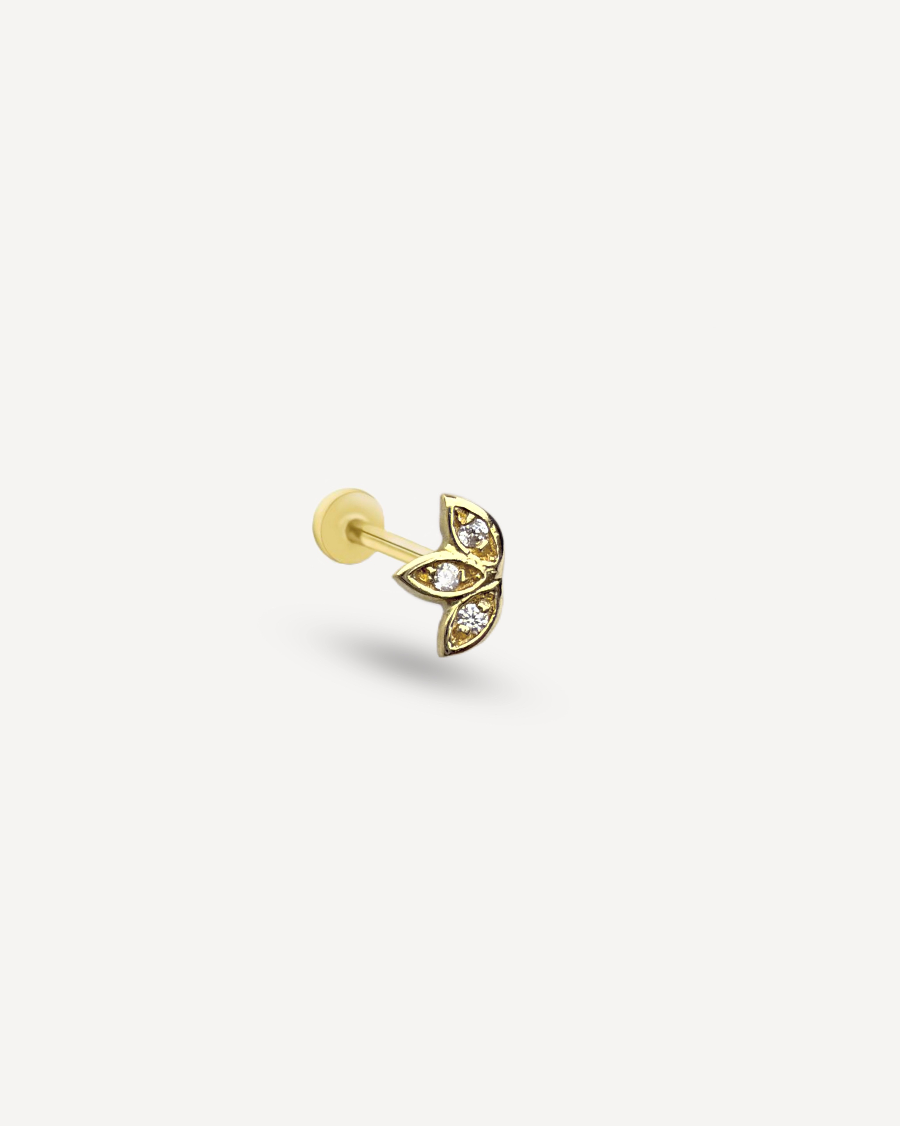 LOTUS TRAGUS