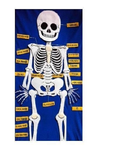 Cırtlı İskelet Pano