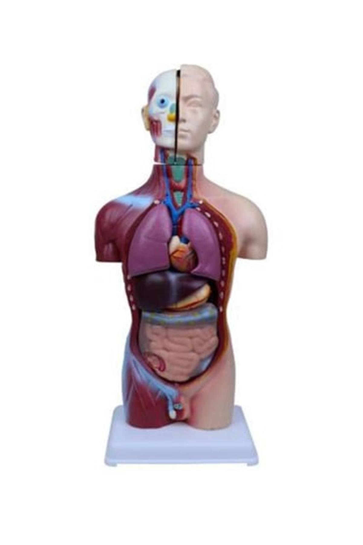 İç Organlar Vücut Anatomisi 49 cm