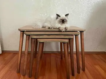 Müşteri fotoğrafı: Erendiz 4lü Ahşap Ayaklı Zigon Sehpa XL Çam