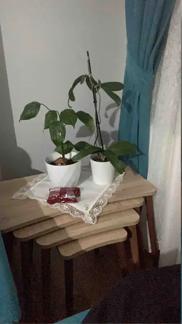 Müşteri fotoğrafı: Erendiz 4lü Ahşap Ayaklı Zigon Sehpa XL Sonoma