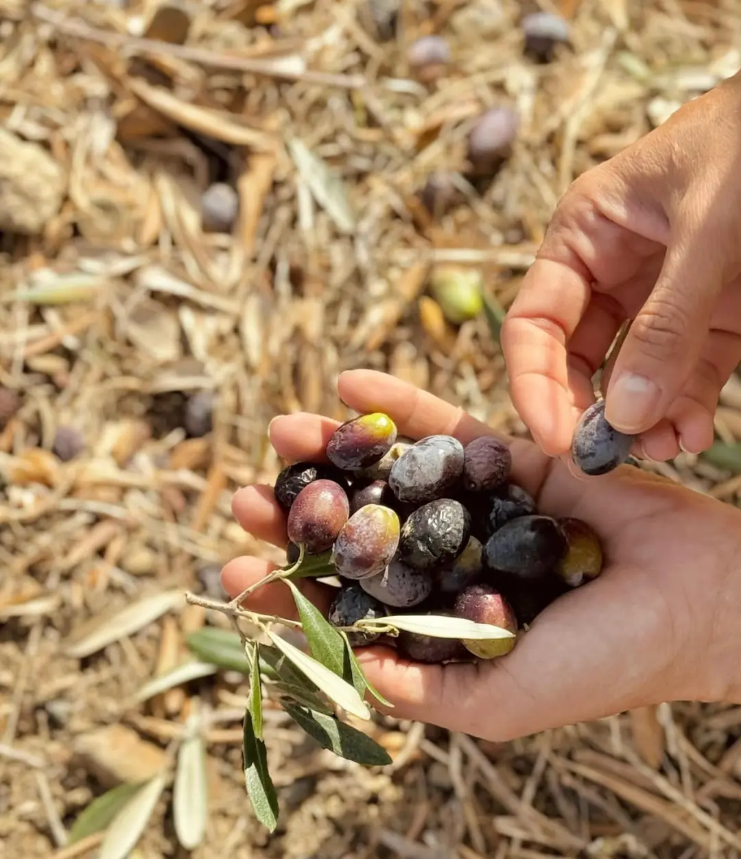 BallıBadem zeytinyağı üretiminden bir kare