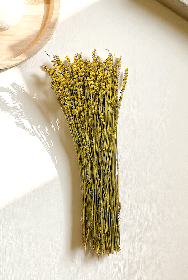 Cassia Lavanta Kuru Bitki Sarı
