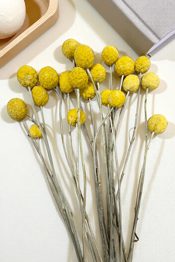 Cassia Crespedya Kuru Bitki Sarı