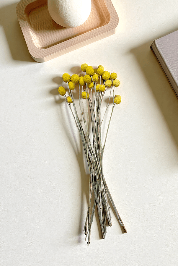 Cassia Crespedya Kuru Bitki Sarı
