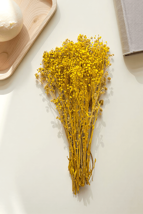 Cassia Cipso Kuru Bitki Sarı