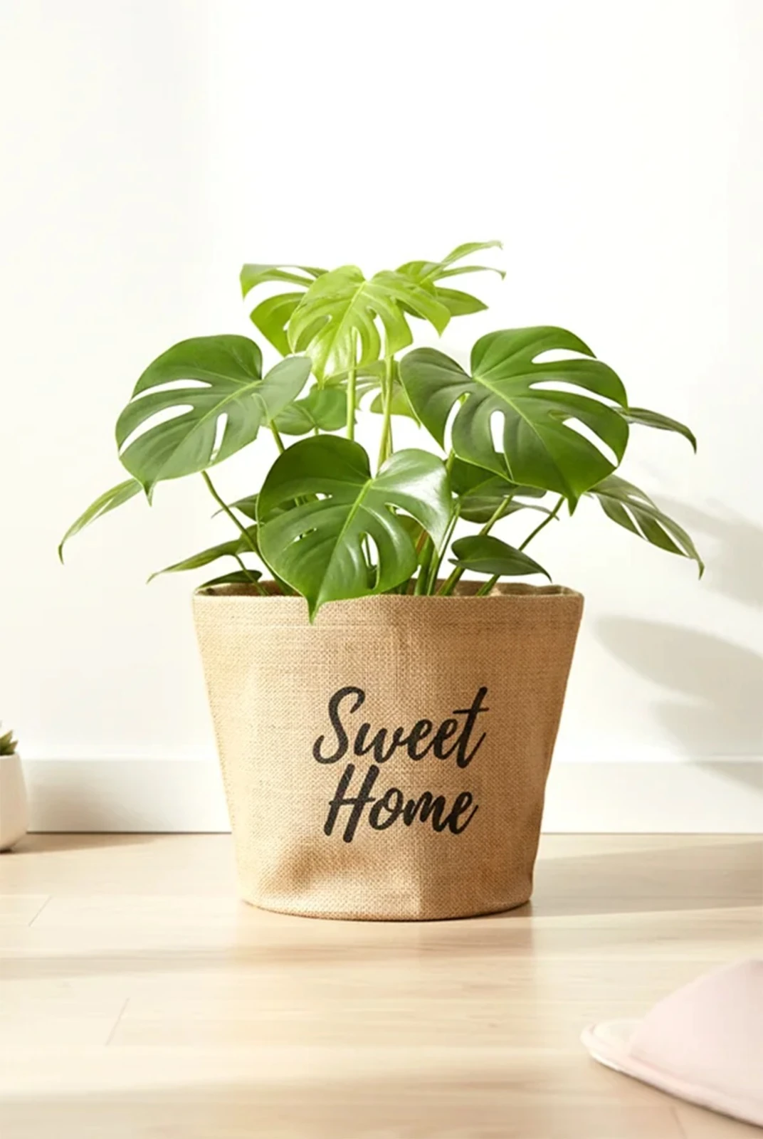 Hoome Jüt Yuvarlak Saksılık Orta