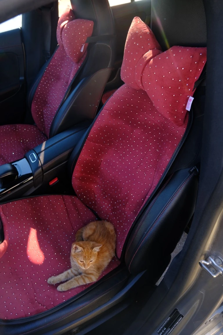 Gül Kurusu ÖN İKİ