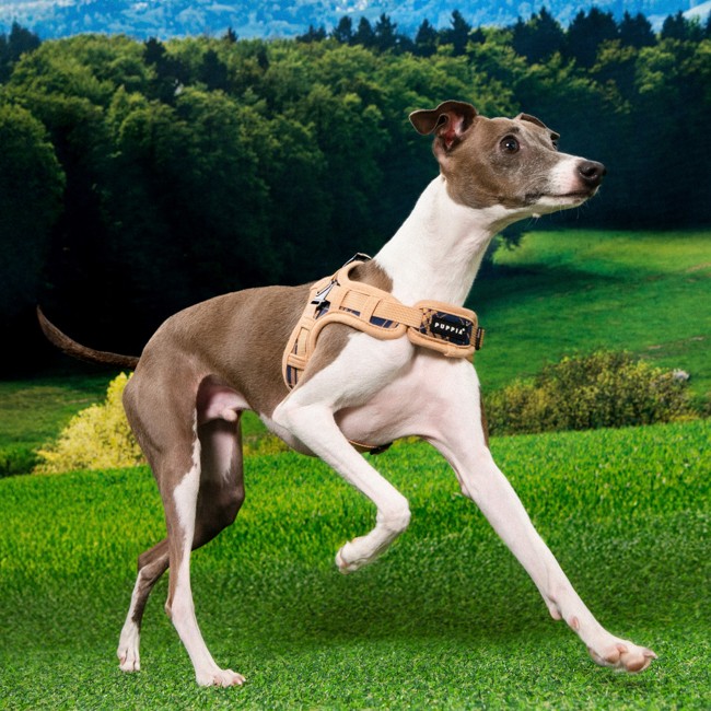 PUPPIA Corwın Harness Navy Paza Köpek Gögüs Tasması