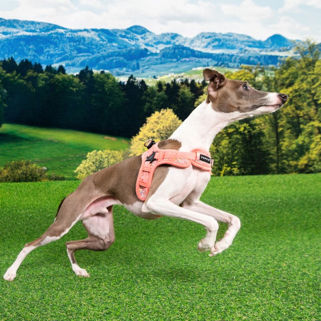 PUPPIA Kealoha Harness Pınk Paza Köpek Gögüs Tasması