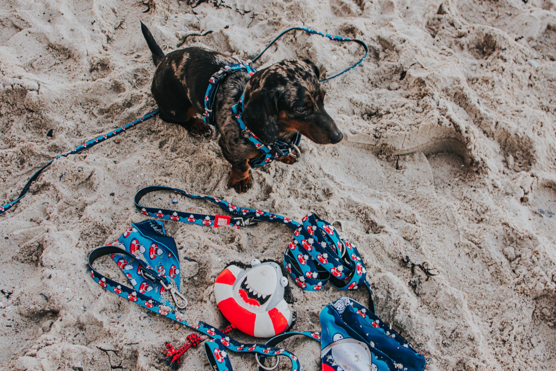 Max Molly Köpek Balıklı Köpek Gezdirme Kayışı