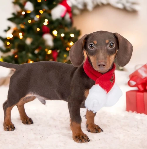 PUPPIA Santa's Scarf Polarlı Köpek Kıyafeti