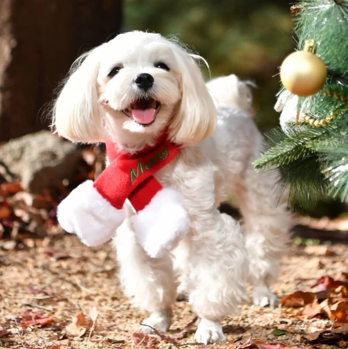 PUPPIA Santa's Scarf Polarlı Köpek Kıyafeti