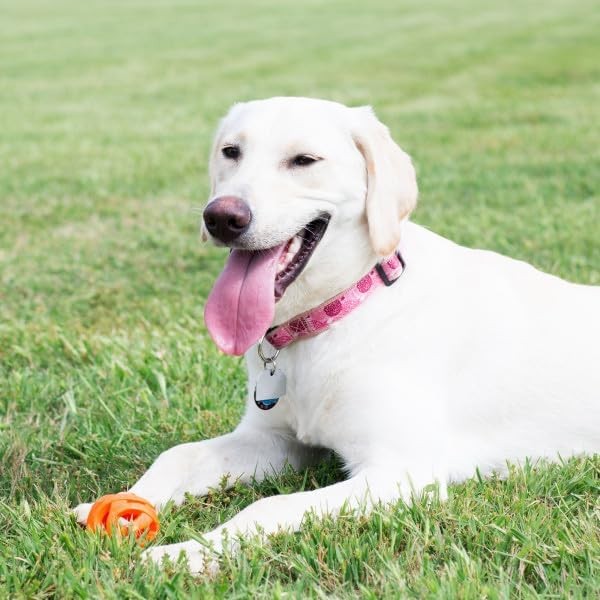 Chuckit! CU32216 Ball Breathe Right Fetch Ball