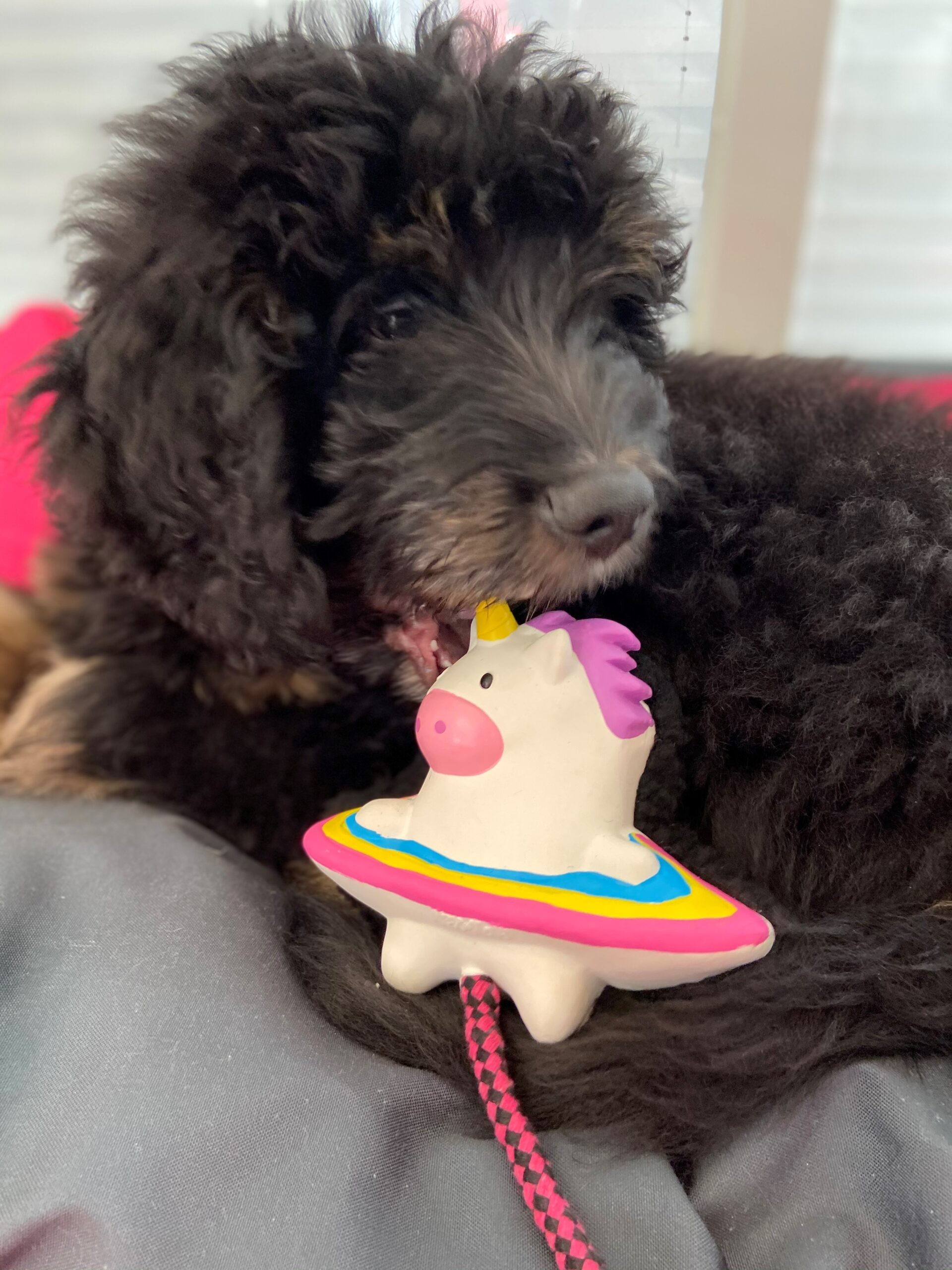 Max Molly Snuggles Toy Magic Mikey