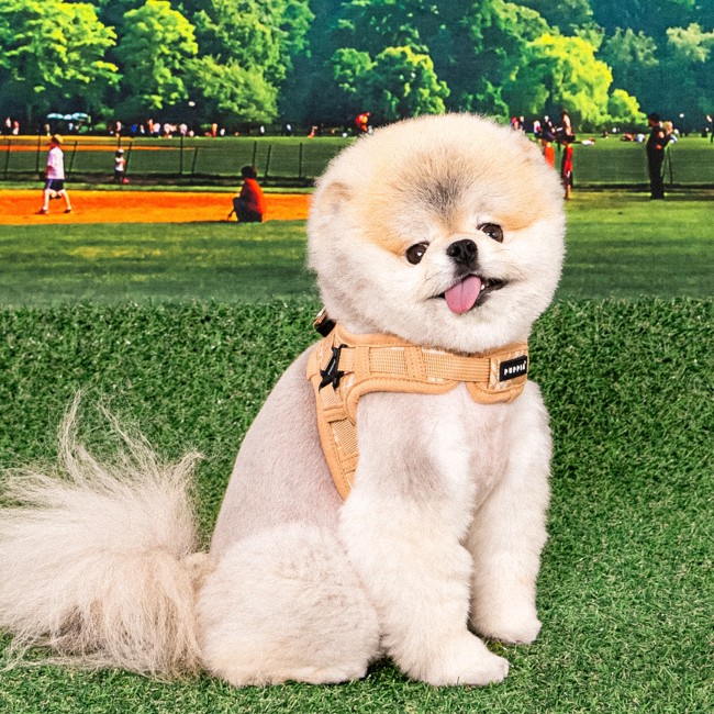 PUPPIA Corwın Harness Beıge Paza Köpek Gögüs Tasması